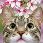 桜湖